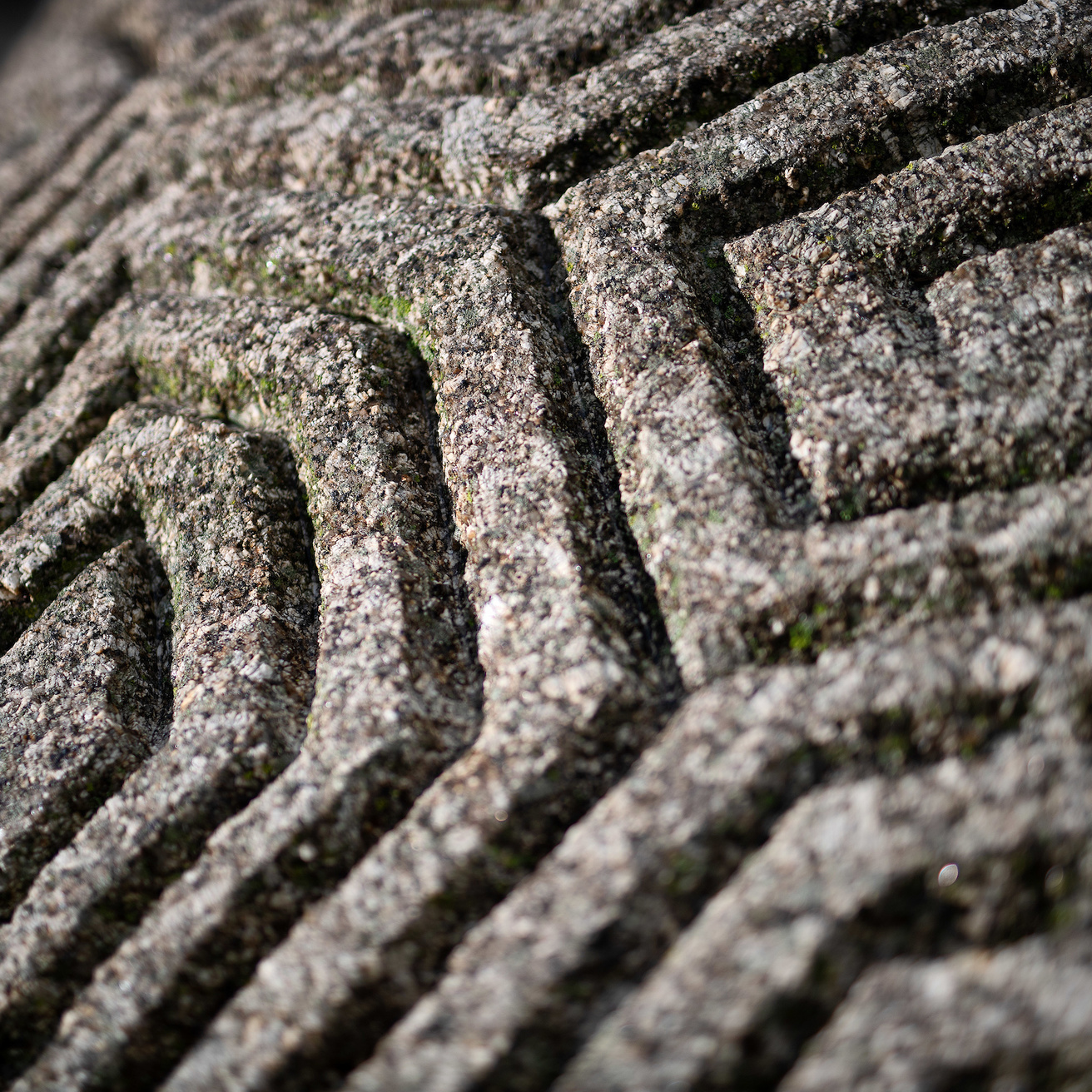 close up of brain rock